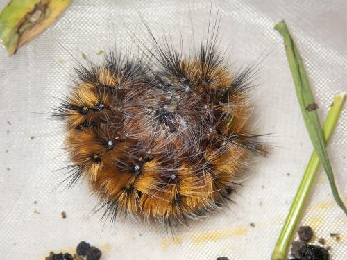 Anthela repleta