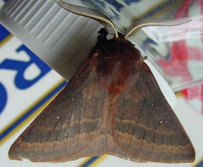 Anthela rubeola