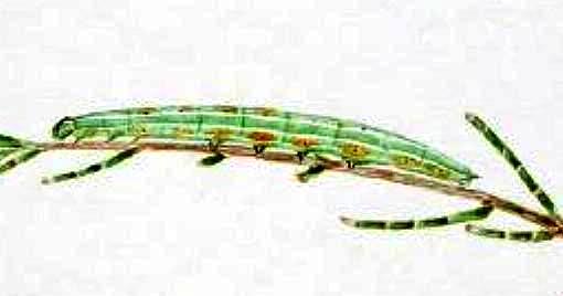 Munychryia senicula