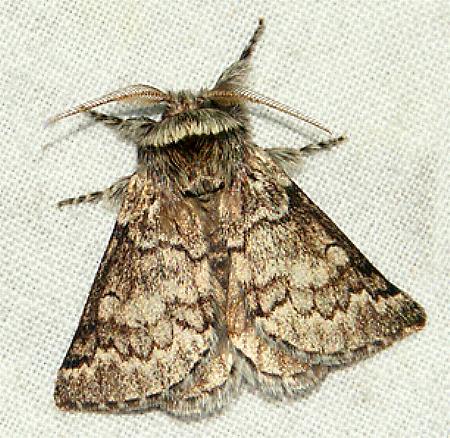 Munychryia senicula
