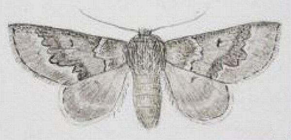 Munychryia senicula