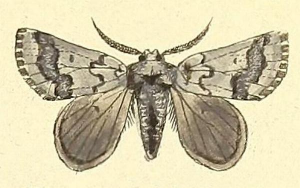 Munychryia senicula