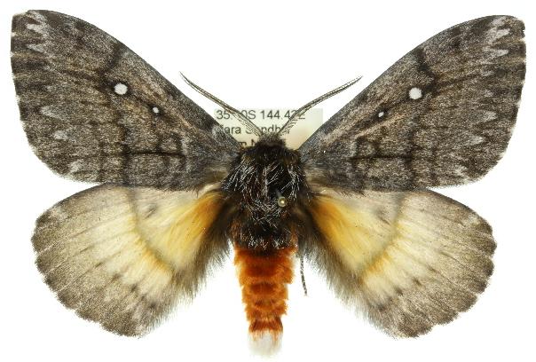 Anthela stygiana