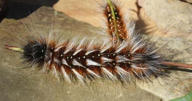 Anthela varia