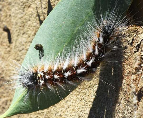 Anthela varia