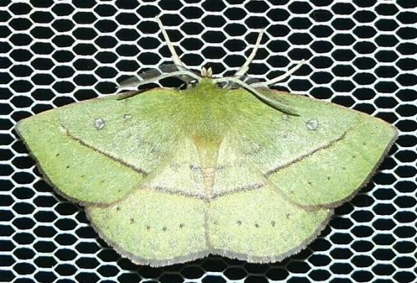 Anthela virescens