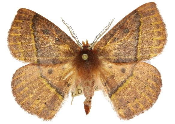 Anthela virescens