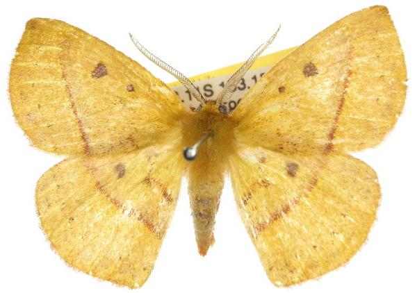 Anthela virescens