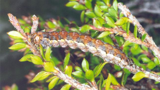 Dirce lunaris