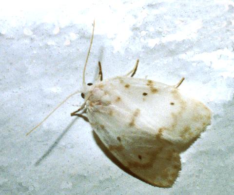 Schistophleps albida