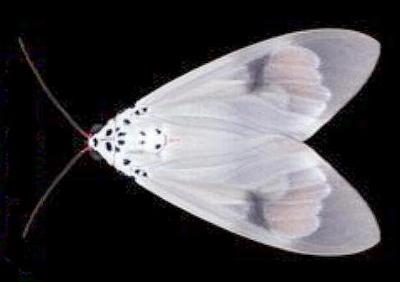 Amerila astreus