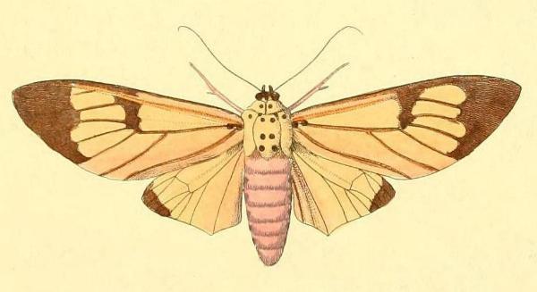 Amerila astreus