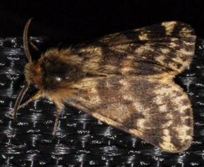 Cheliosea cosmeta