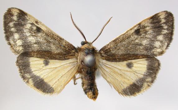 Cheliosea cosmeta