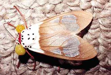 Amerila crokeri