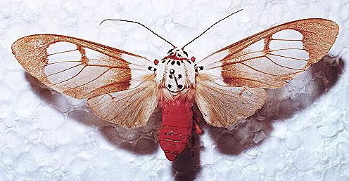 Amerila crokeri