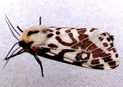 Ardices glatignyi