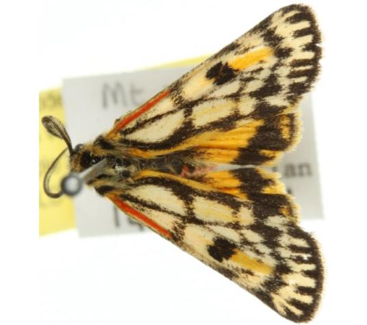 Phaos interfixa