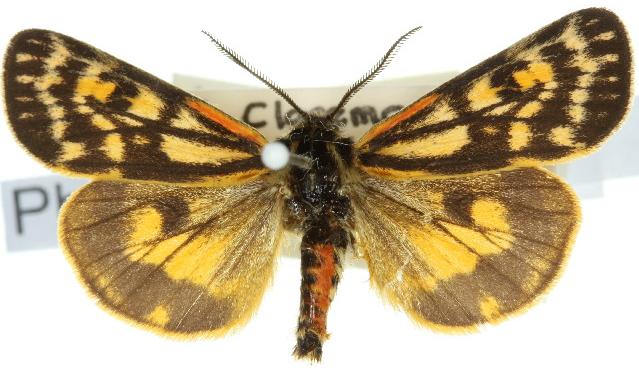 Phaos interfixa