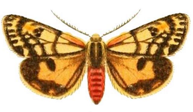 Phaos interfixa