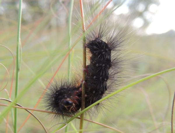 Paramsacta marginata larva