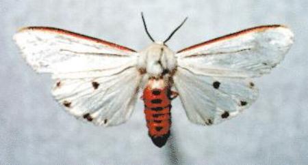 Paramsacta marginata