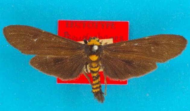 Pseudophanes melanoptera