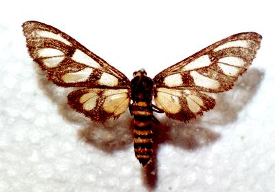 Amata melitospila