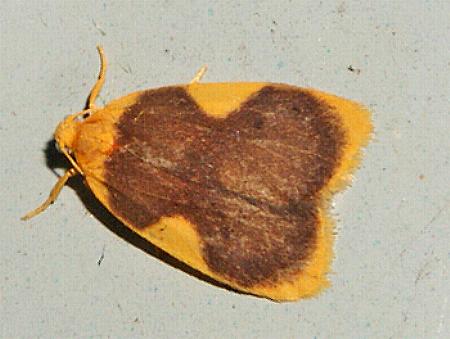 Melastrota nigrisquamata