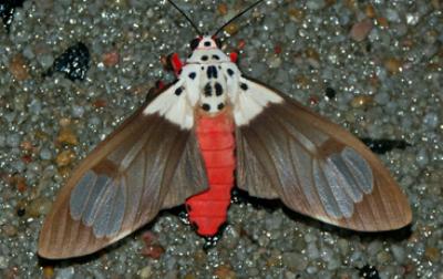 Amerila nigropunctata
