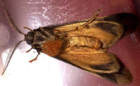 Anestia ombrophanes pupa