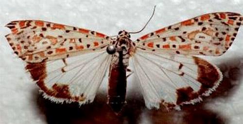 Utetheisa pulchelloides