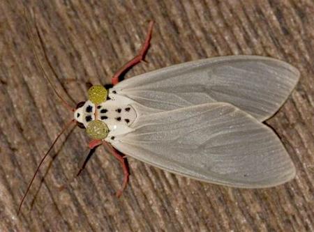 Amerila serica