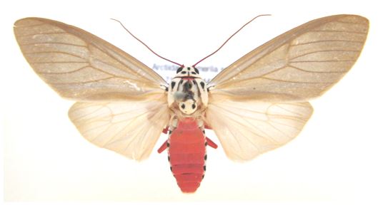 Amerila serica
