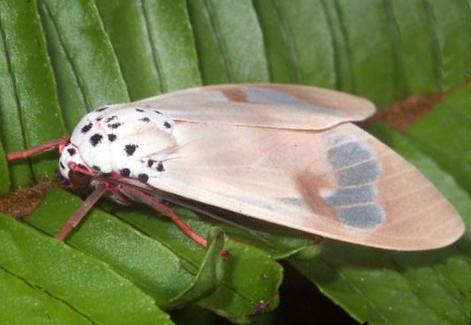 Amerila timolis