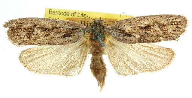 Trichloma asbolophora