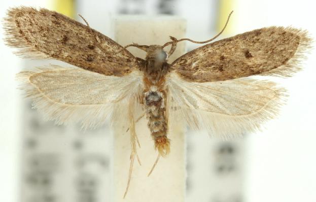 Anaptilora homoclera