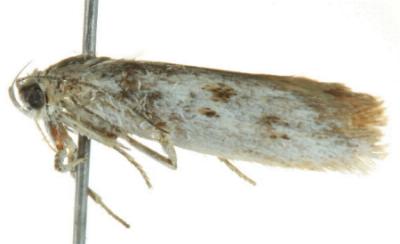 Procometis hylonoma
