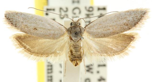 Procometis hylonoma