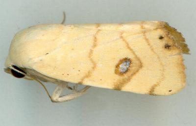 Xanthodes albago