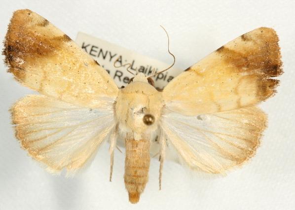 Xanthodes albago