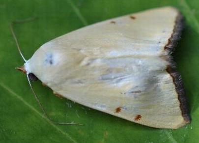 Xanthodes amata