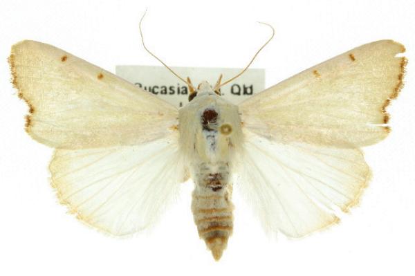 Xanthodes amata