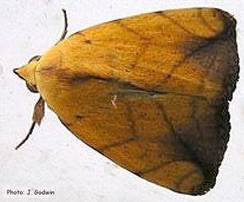 Xanthodes transversa