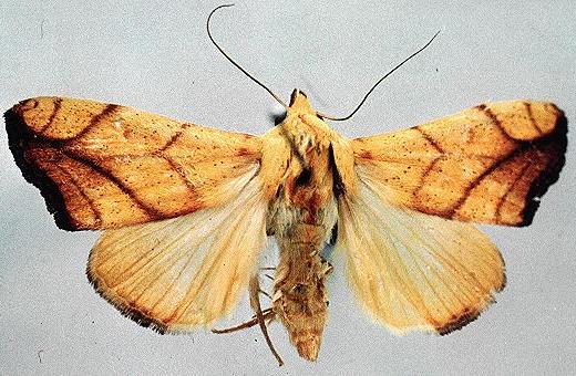 Xanthodes transversa
