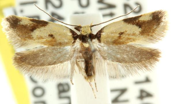 Thapsinotypa anthemodes