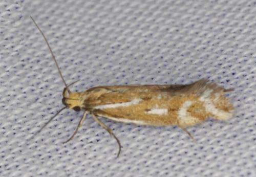 Dolopsis chalcophragma