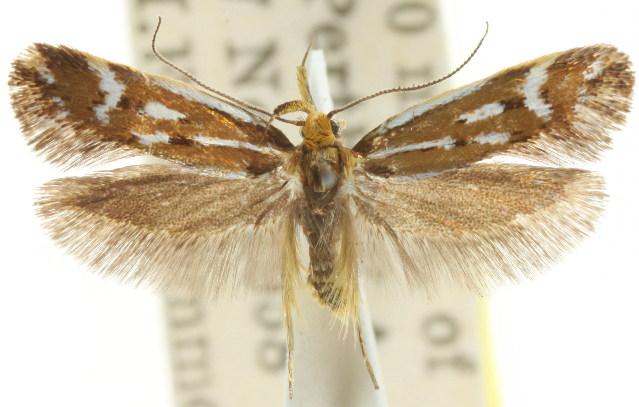 Dolopsis chalcophragma