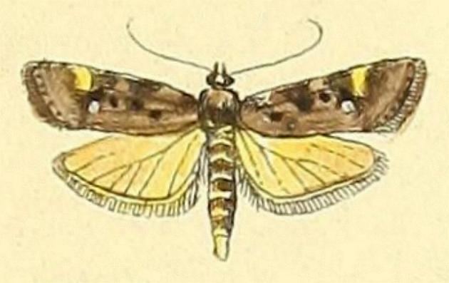 Barea codrella