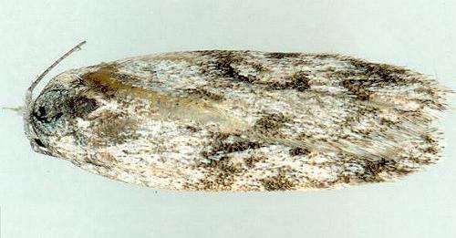 Stenoptena icmaea